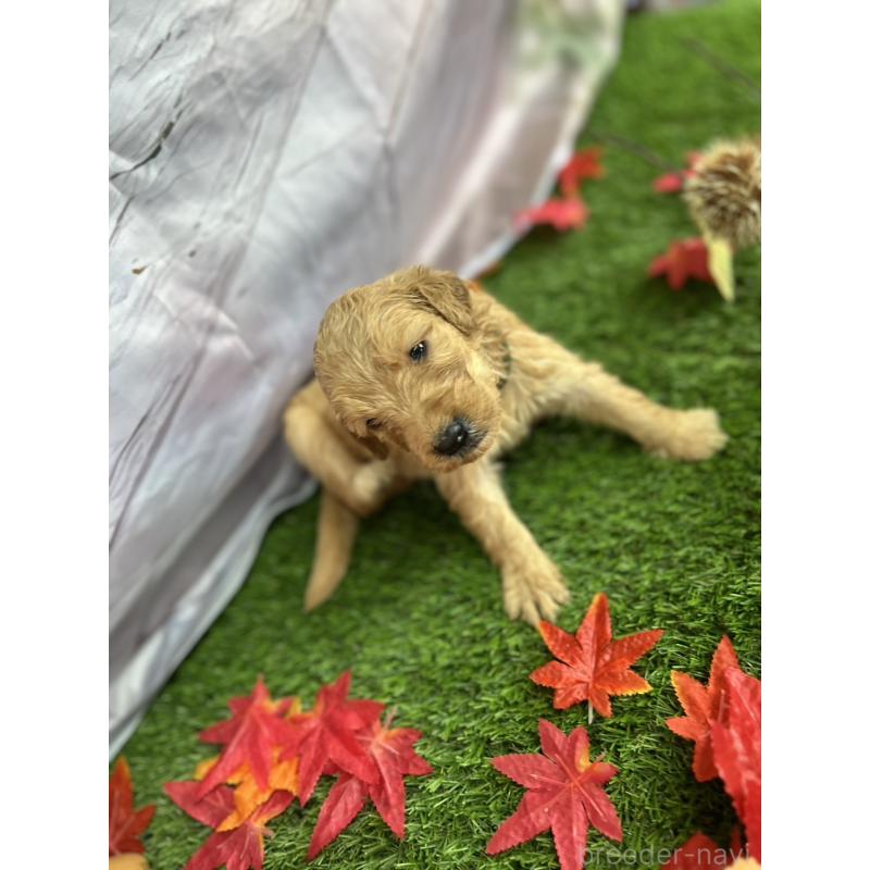 販売中の北海道のゴールデンドゥードル:ゴールデンレトリーバー×プードル-413981の24枚目