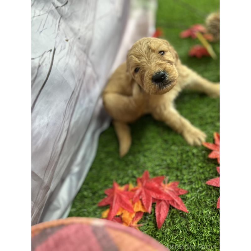 販売中の北海道のゴールデンドゥードル:ゴールデンレトリーバー×プードル-413981の23枚目