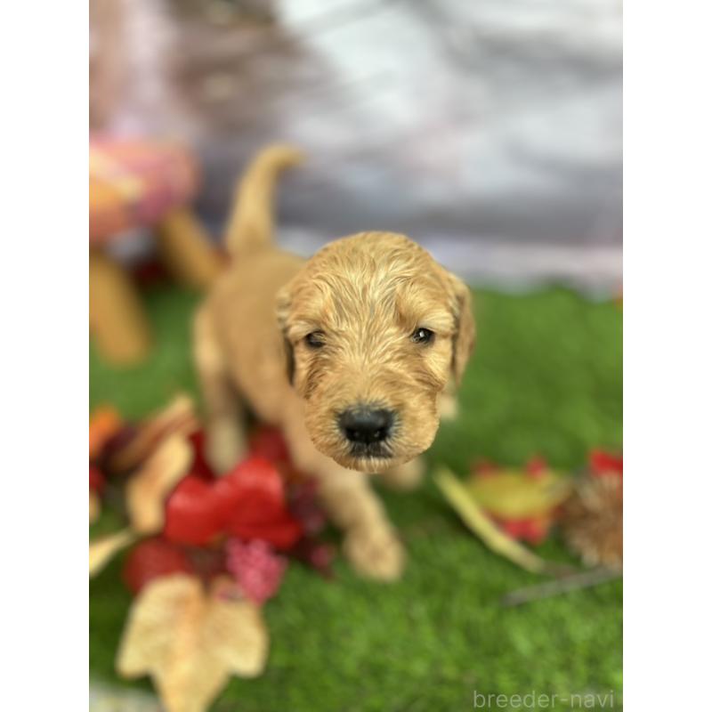 販売中の北海道のゴールデンドゥードル:ゴールデンレトリーバー×プードル-413981の21枚目