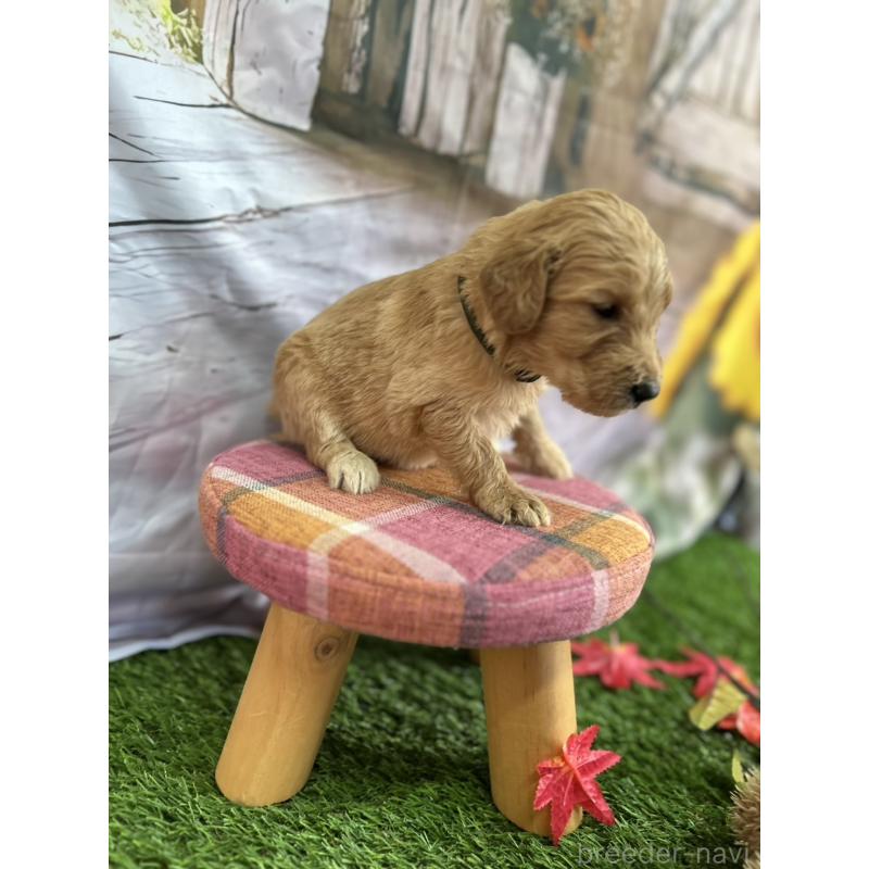 販売中の北海道のゴールデンドゥードル:ゴールデンレトリーバー×プードル-413981の20枚目