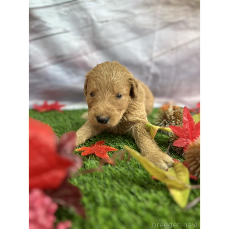 販売中の北海道のゴールデンドゥードル:ゴールデンレトリーバー×プードル-413985の26枚目