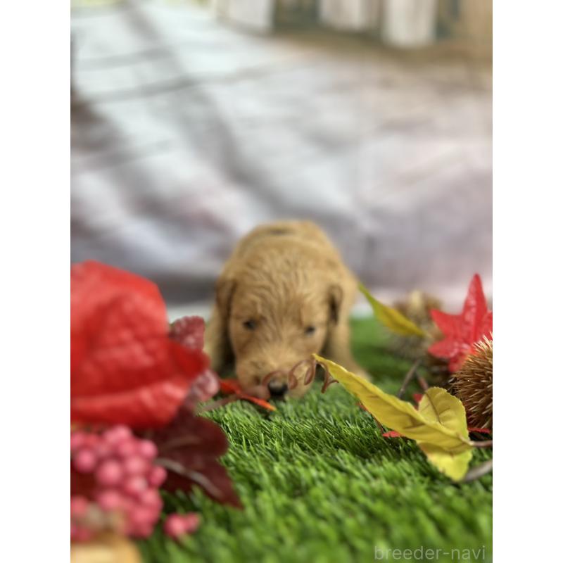 販売中の北海道のゴールデンドゥードル:ゴールデンレトリーバー×プードル-413985の25枚目