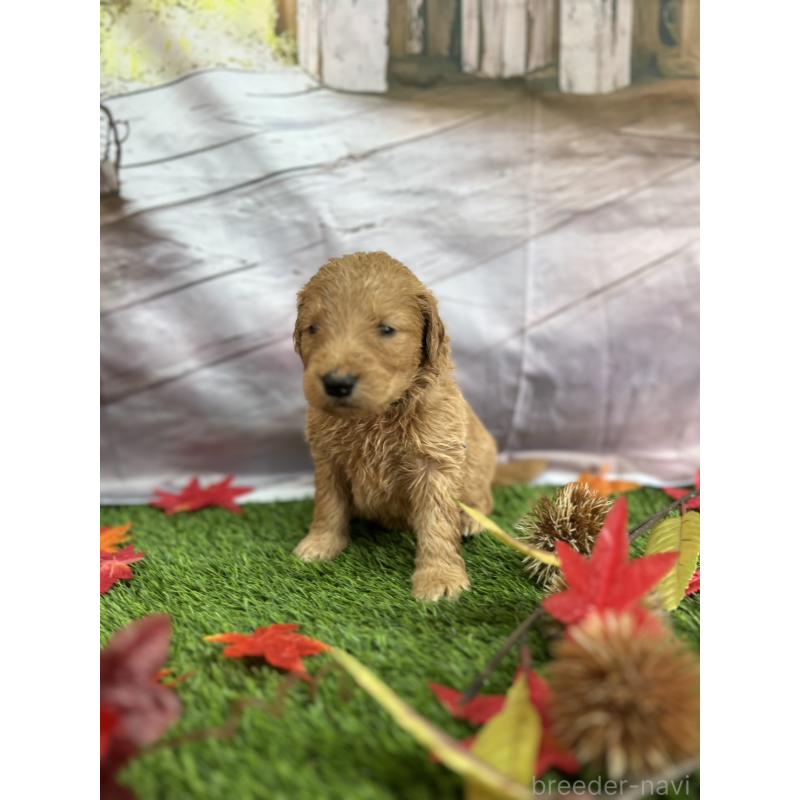 販売中の北海道のゴールデンドゥードル:ゴールデンレトリーバー×プードル-413985の24枚目