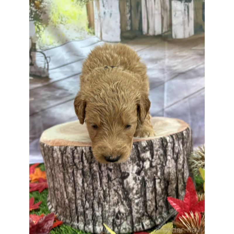 販売中の北海道のゴールデンドゥードル:ゴールデンレトリーバー×プードル-413985の23枚目