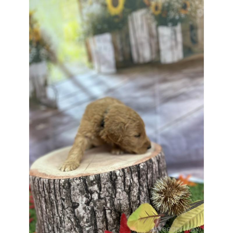 販売中の北海道のゴールデンドゥードル:ゴールデンレトリーバー×プードル-413985の22枚目