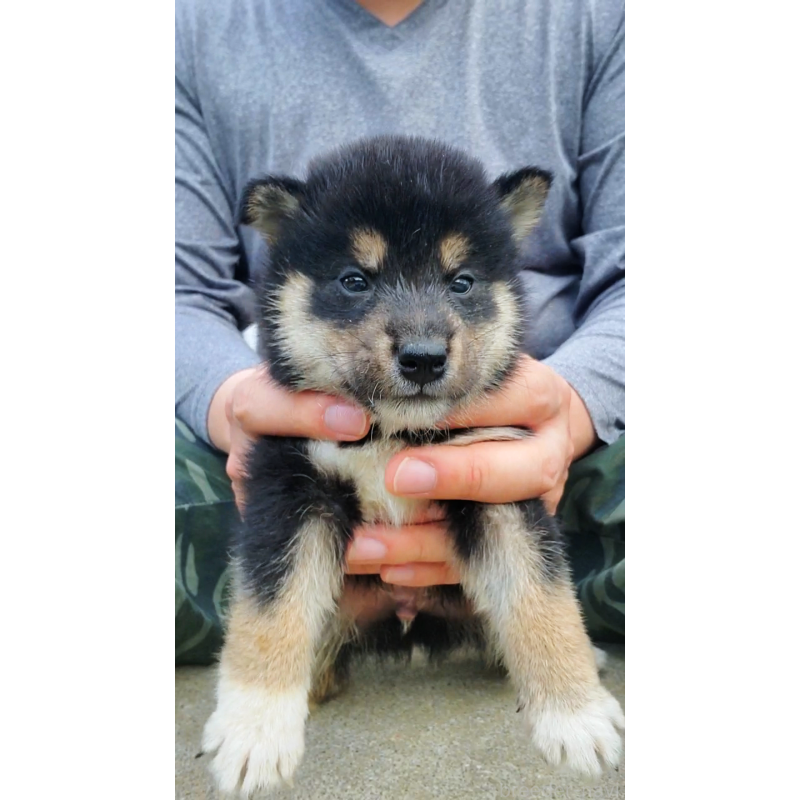 販売中の大阪府の柴犬-415002の5枚目