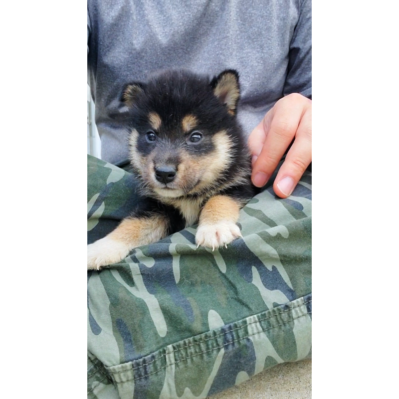 販売中の大阪府の柴犬-415002の4枚目