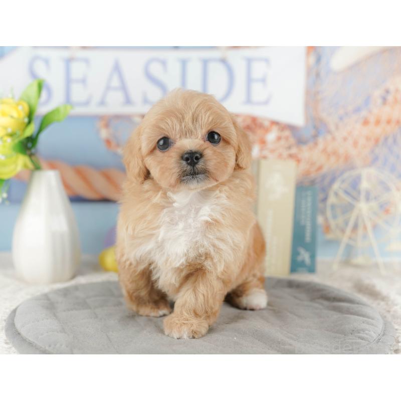 販売中の千葉県のミックス犬-415171の9枚目
