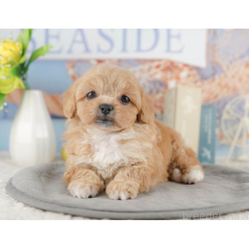 販売中の千葉県のミックス犬-415171の7枚目