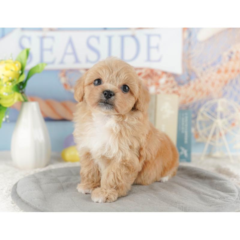 販売中の千葉県のミックス犬-415171の6枚目