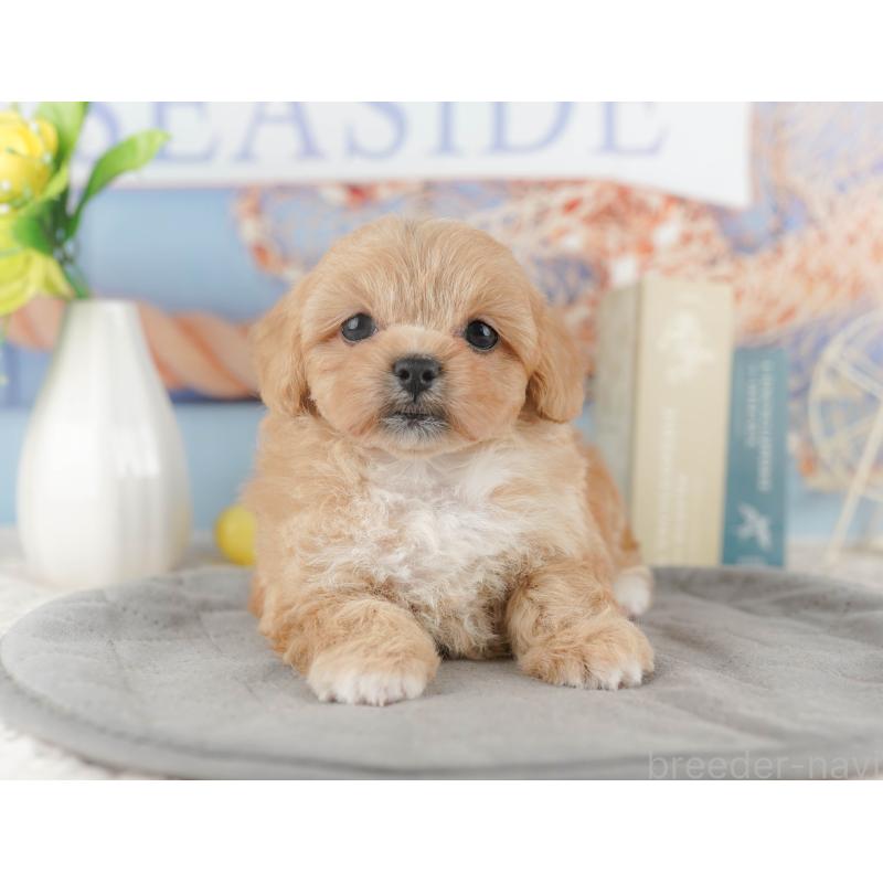 販売中の千葉県のミックス犬-415171の4枚目