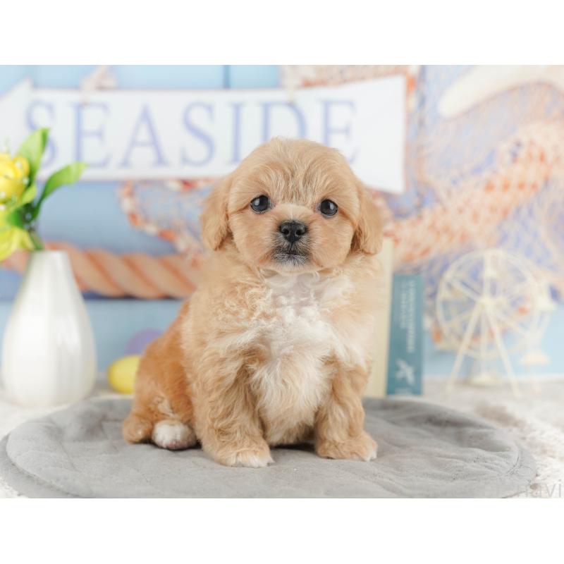 販売中の千葉県のミックス犬-415171の3枚目