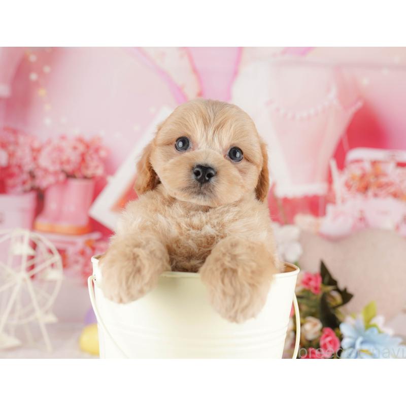 販売中の千葉県のミックス犬-415169