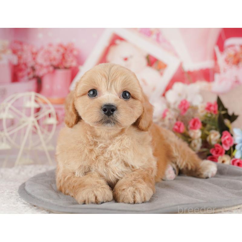 販売中の千葉県のミックス犬-415169の9枚目