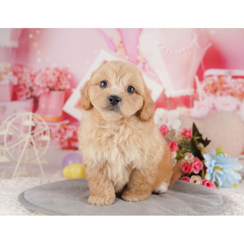販売中の千葉県のミックス犬-415169の8枚目