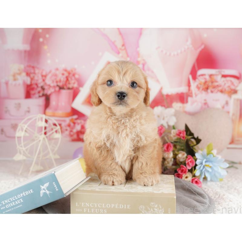 販売中の千葉県のミックス犬-415169の7枚目