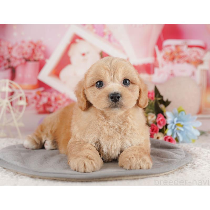 販売中の千葉県のミックス犬-415169の6枚目