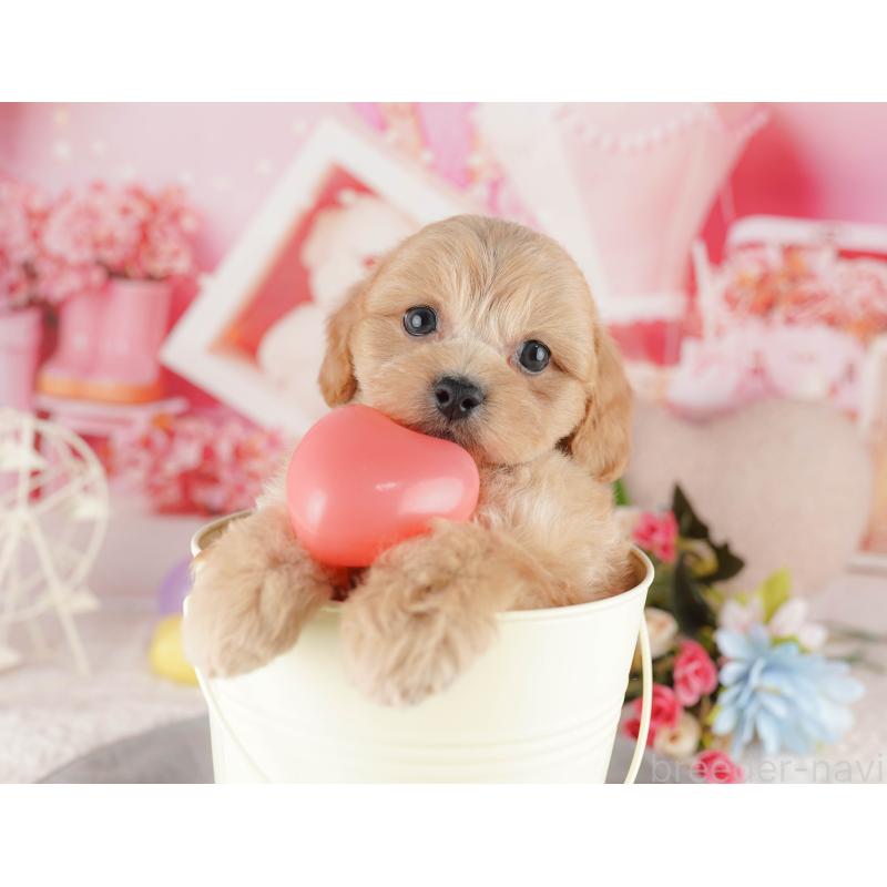 販売中の千葉県のミックス犬-415169の5枚目
