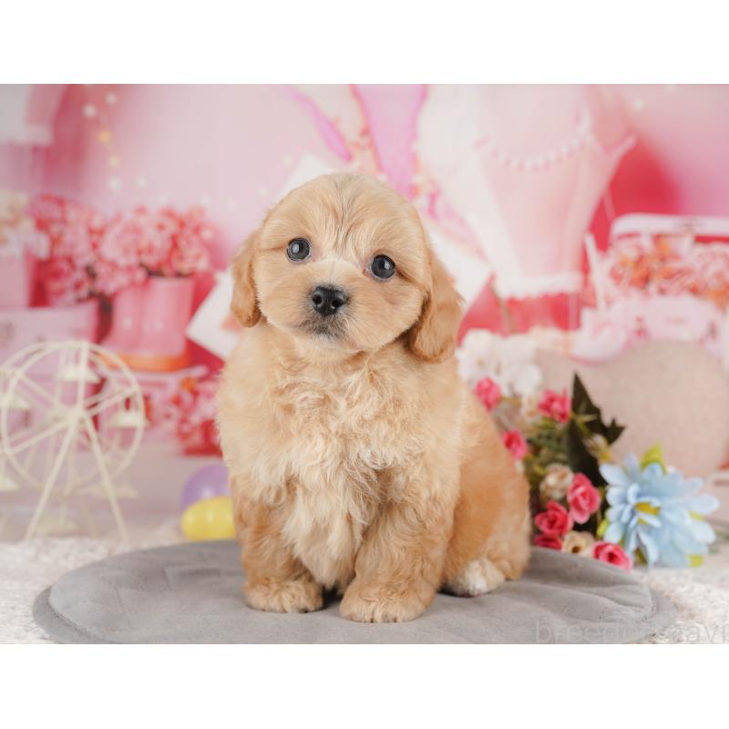 販売中の千葉県のミックス犬-415169の4枚目