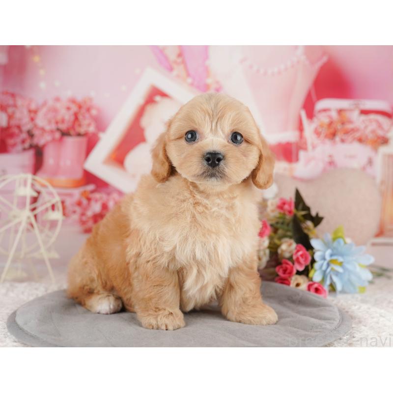 販売中の千葉県のミックス犬-415169の3枚目