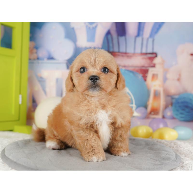 販売中の千葉県のミックス犬-415168