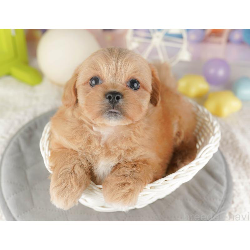 販売中の千葉県のミックス犬-415168の9枚目