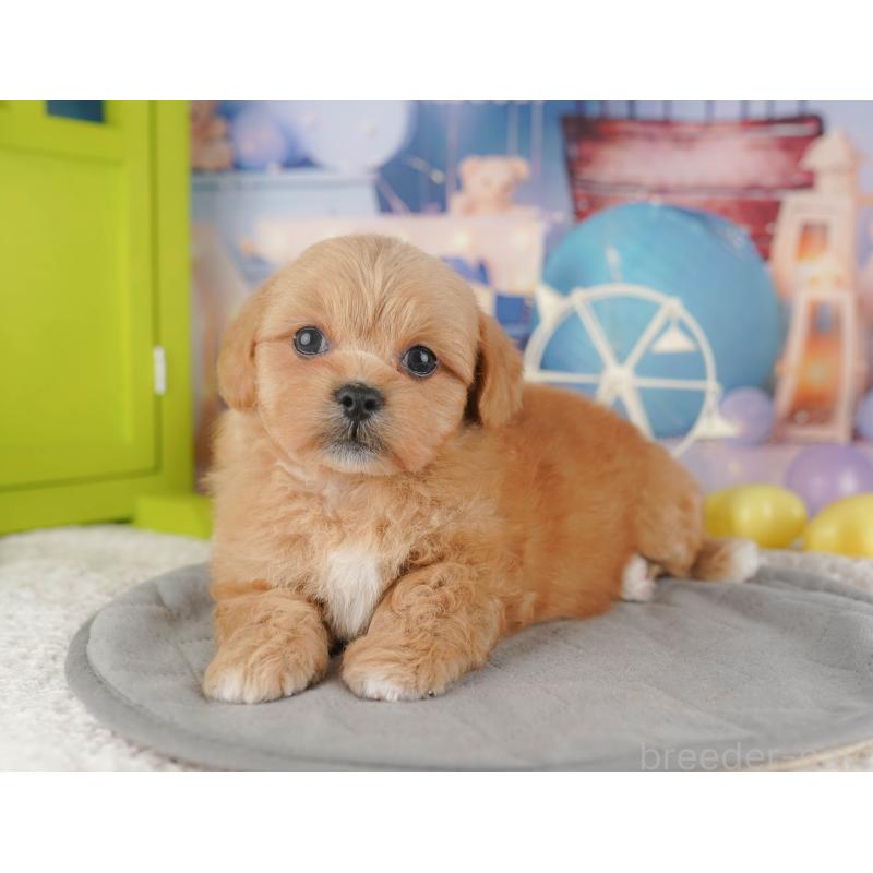 販売中の千葉県のミックス犬-415168の8枚目