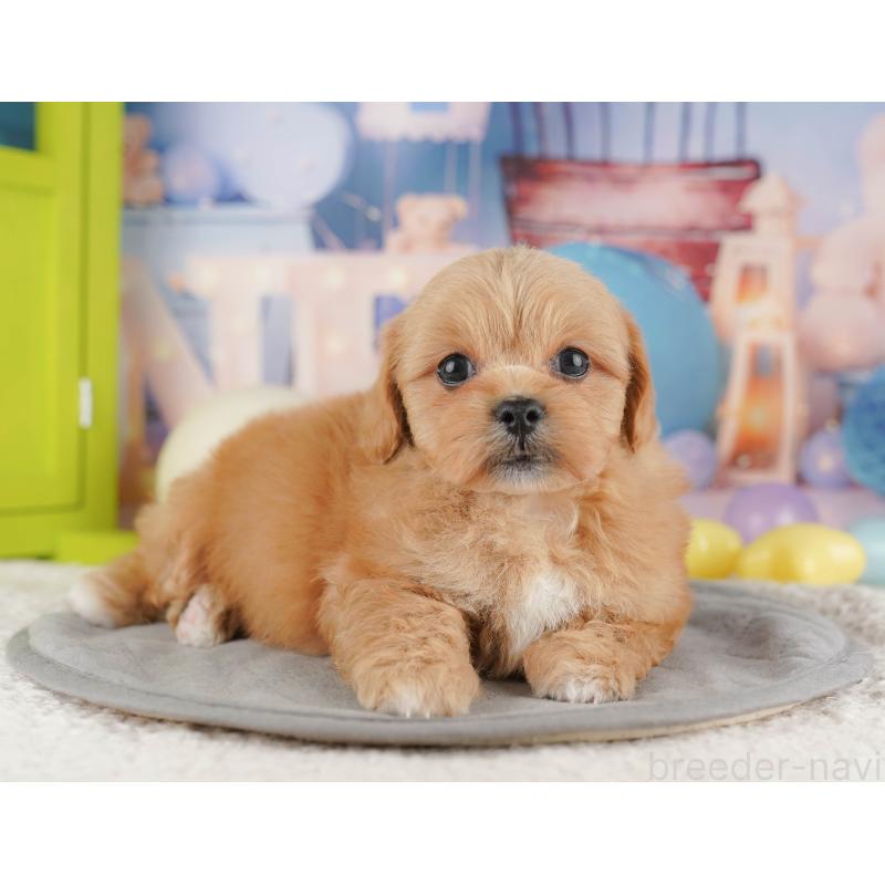 販売中の千葉県のミックス犬-415168の7枚目