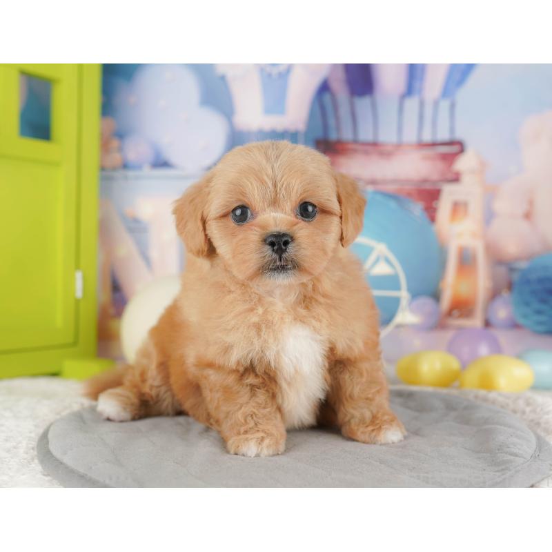 販売中の千葉県のミックス犬-415168の4枚目
