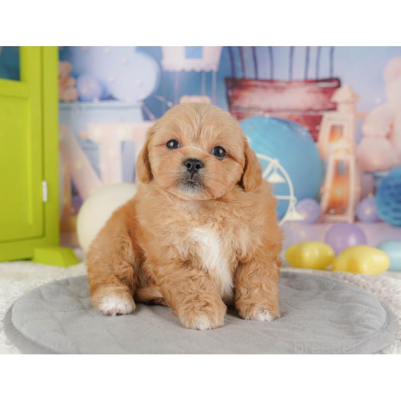 販売中の千葉県のミックス犬-415168の3枚目