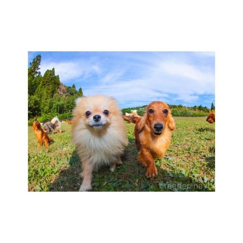 販売中の千葉県のミックス犬-415164の10枚目