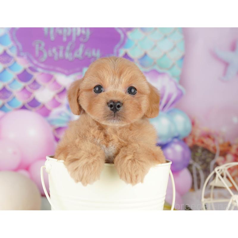 販売中ののミックス犬-415164