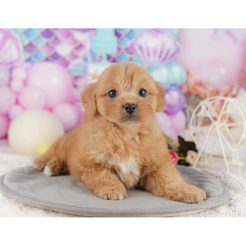 販売中の千葉県のミックス犬-415164の9枚目