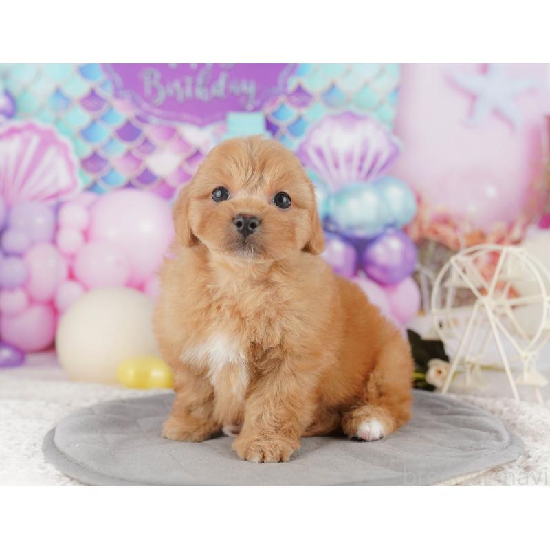 販売中の千葉県のミックス犬-415164の8枚目