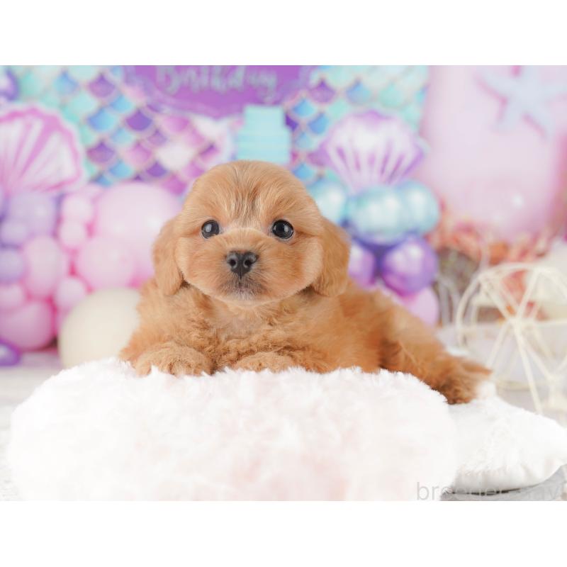 販売中の千葉県のミックス犬-415164の6枚目
