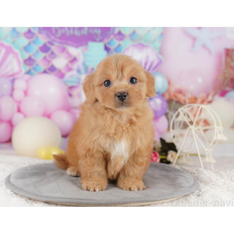 販売中の千葉県のミックス犬-415164の5枚目