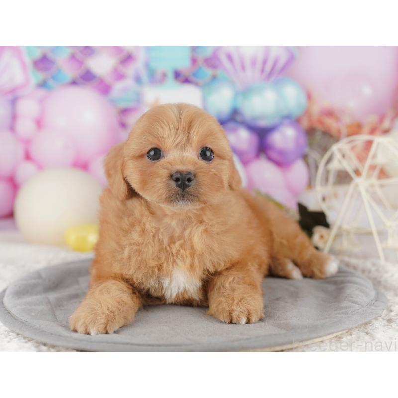 販売中の千葉県のミックス犬-415164の4枚目