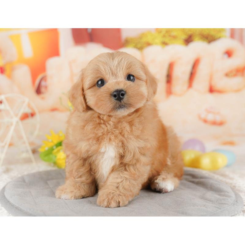 販売中の千葉県のミックス犬-415166