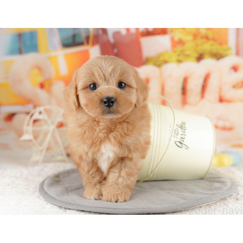 販売中の千葉県のミックス犬-415166の9枚目