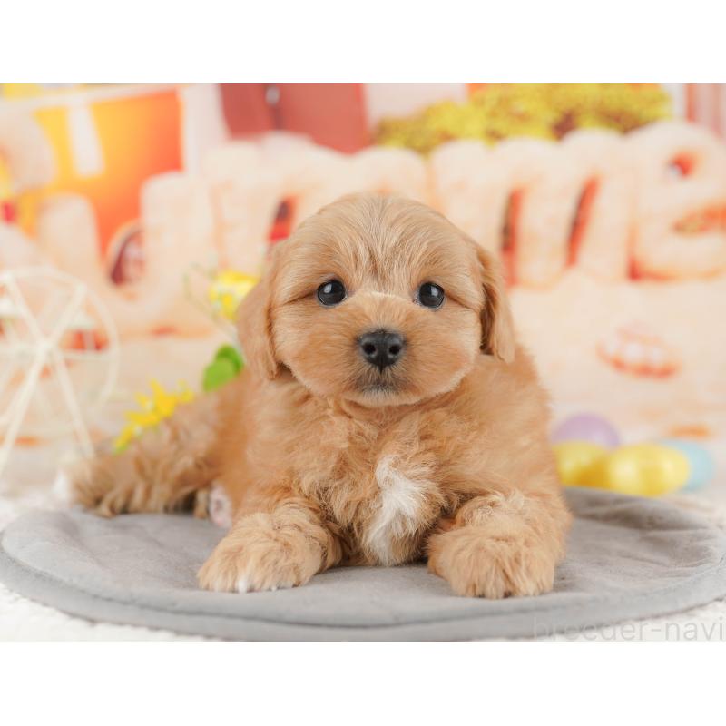 販売中の千葉県のミックス犬-415166の8枚目