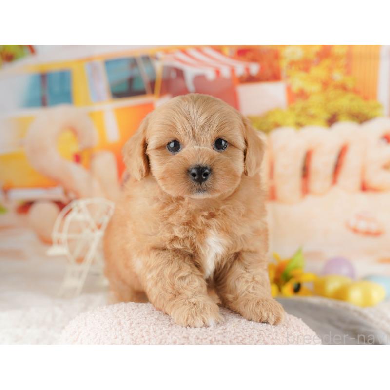 販売中の千葉県のミックス犬-415166の7枚目