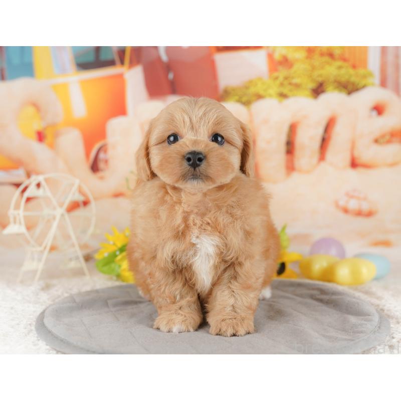 販売中の千葉県のミックス犬-415166の5枚目