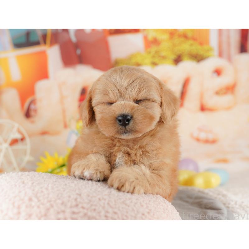 販売中の千葉県のミックス犬-415166の4枚目