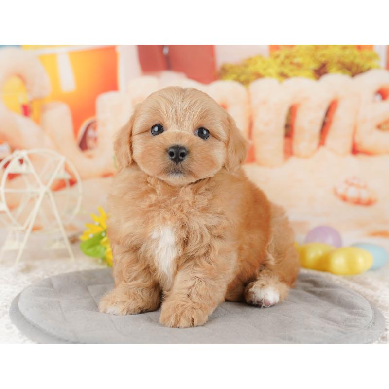 販売中の千葉県のミックス犬-415166の3枚目