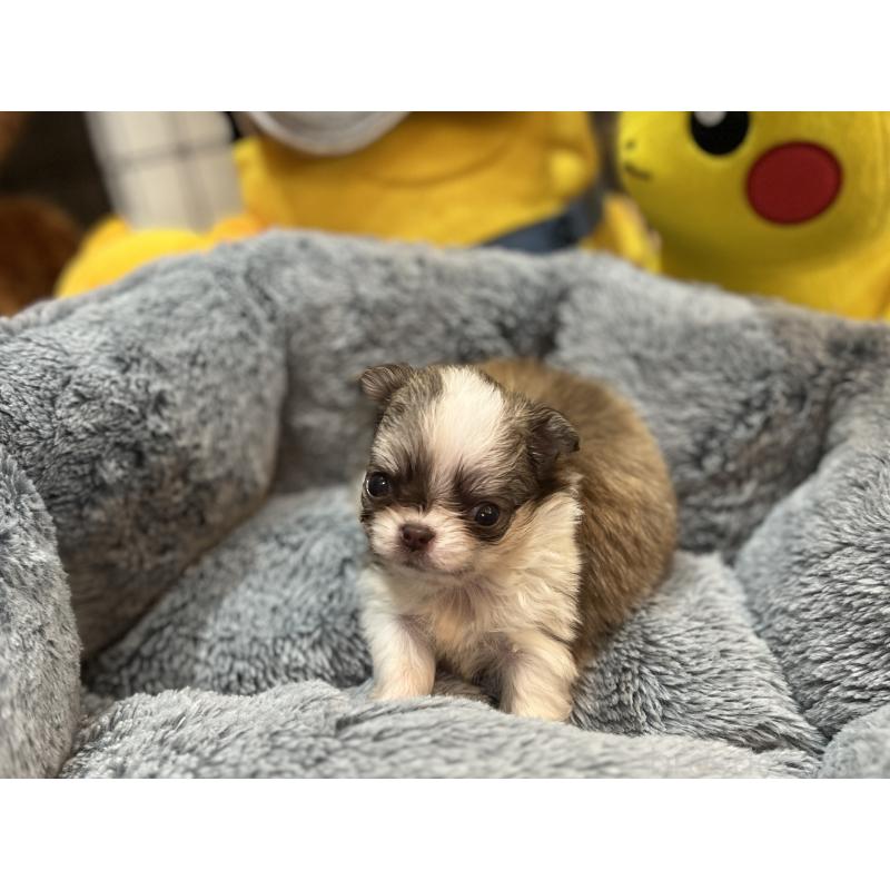 成約済の埼玉県のチワワ(ロングコート)-413274の5枚目