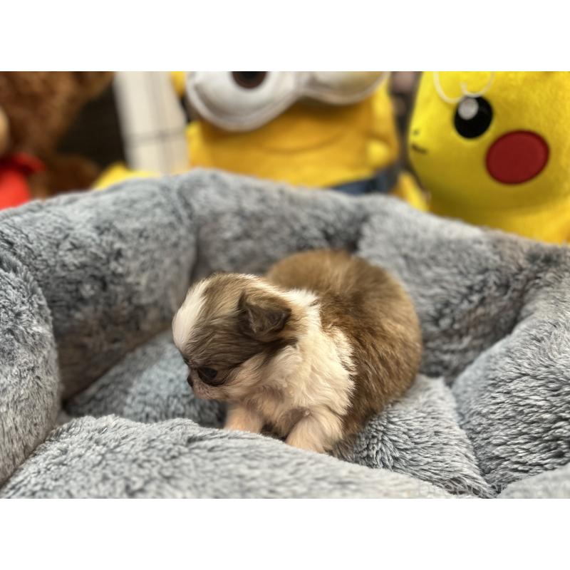 成約済の埼玉県のチワワ(ロングコート)-413274の4枚目