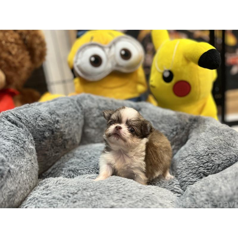 成約済の埼玉県のチワワ(ロングコート)-413274の3枚目