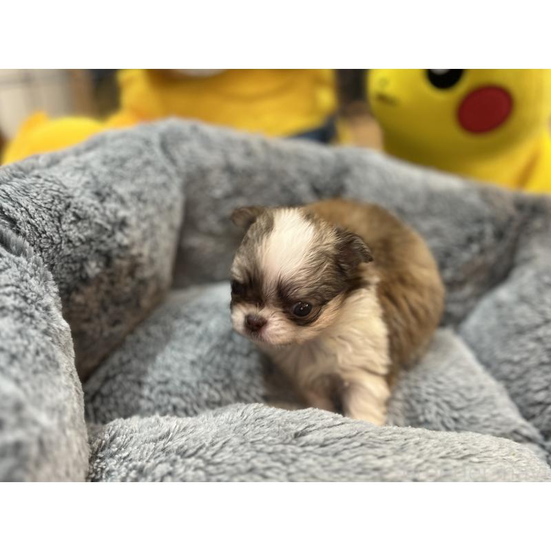 成約済の埼玉県のチワワ(ロングコート)-413274の2枚目