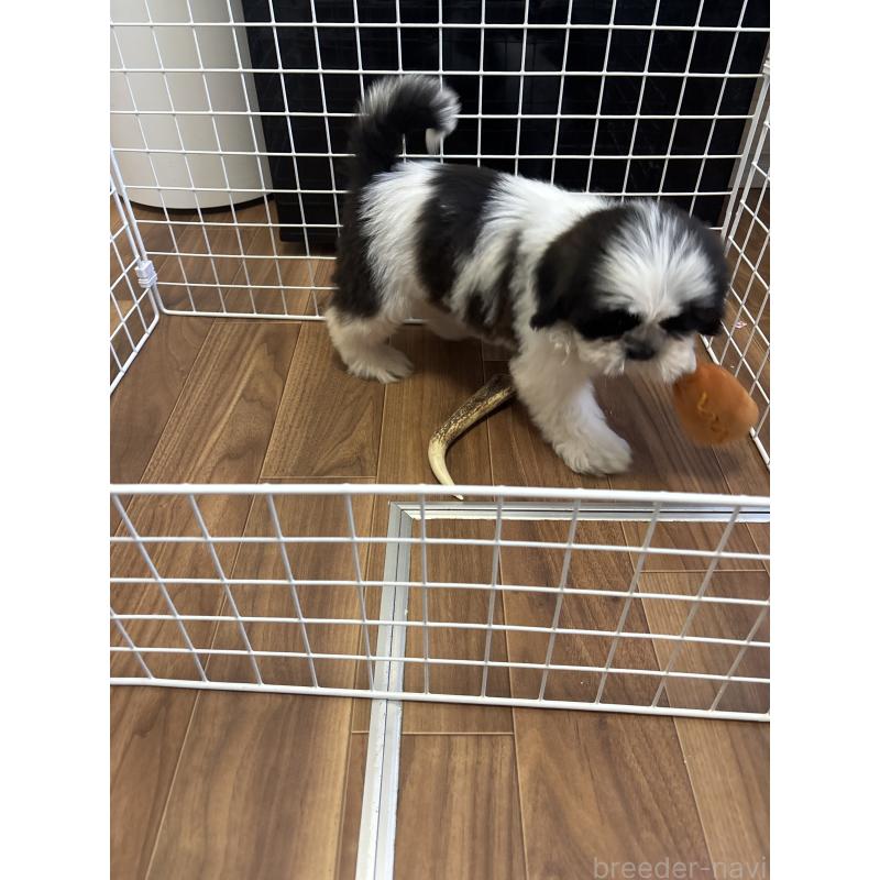 成約済の滋賀県のシーズー-403927の2枚目