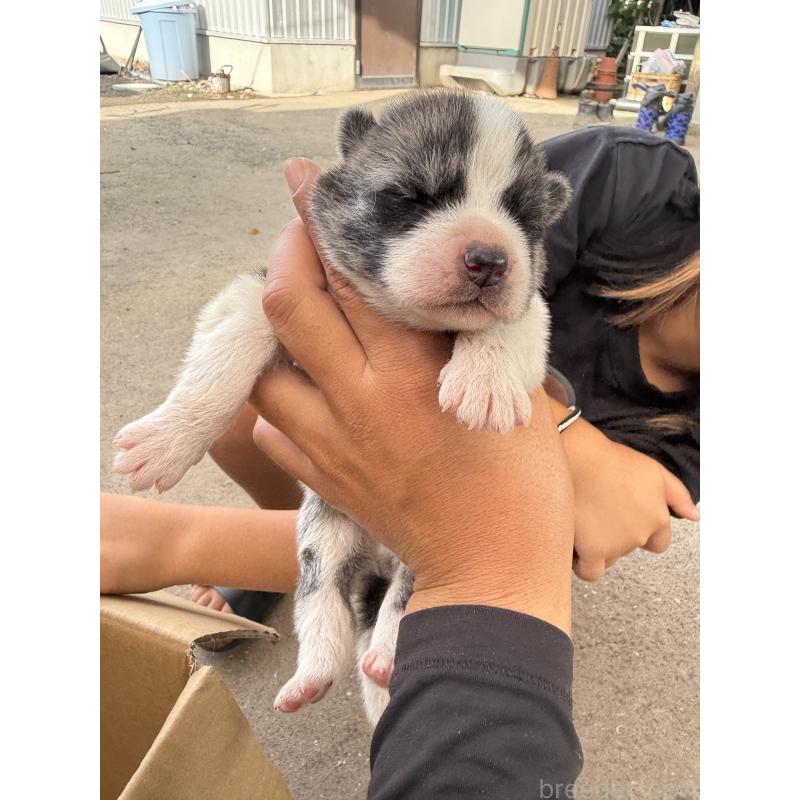 販売中の大分県の秋田犬-415011の2枚目